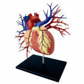 Анатомическая модель 4D Master Сердце человека Deluxe