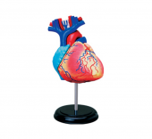 Анатомическая модель 4D Master Сердце человека