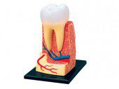 Анатомическая модель 4D Master Зуб человека