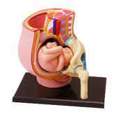 Анатомическая модель 4D Master Таз беременной женщины