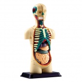 Анатомический набор Edu-Toys Тело человека