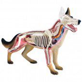 Анатомическая модель 4D Master Собака