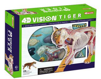 Анатомическая модель 4D Master Тигр